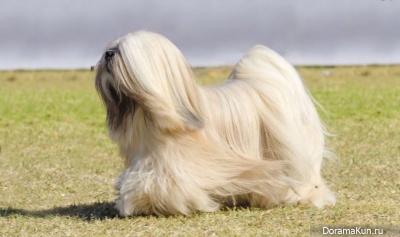 Lhasa Apso