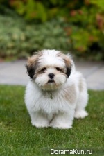 Lhasa Apso