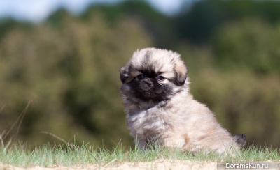 Tibetan Spaniel