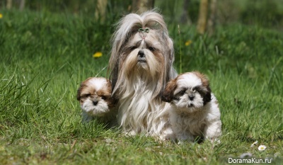 Shih Tzu
