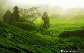 tea legend