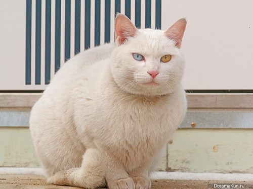 the cat Korea