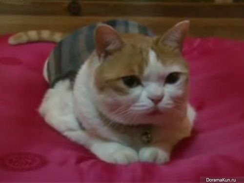 Longxing Temple cat