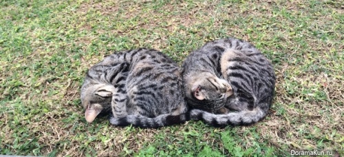 Frightened by a tiger is afraid of cats