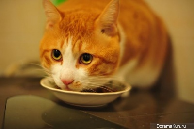 Frightened by a tiger is afraid of cats