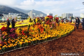 Chrysanthemum Festival Masan