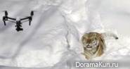 the tigers and the drone