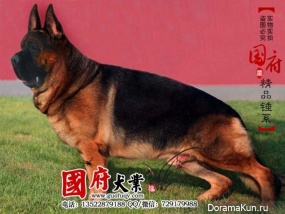 Chinese German Shepherd
