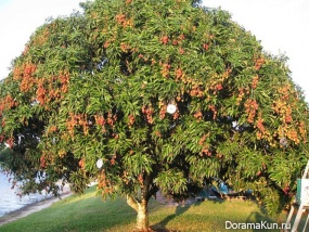 China Dragon Eye - Lychee