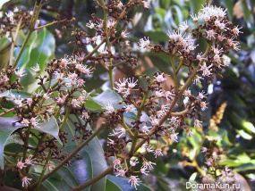 China Dragon Eye - Lychee
