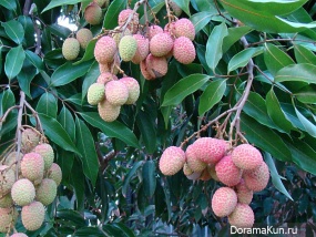 China Dragon Eye - Lychee