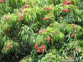 China Dragon Eye - Lychee