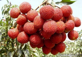 China Dragon Eye - Lychee