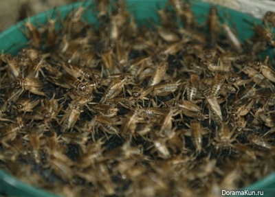 Farms insects