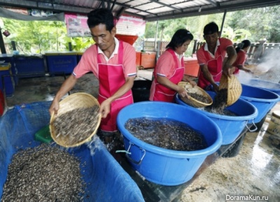Farms insects