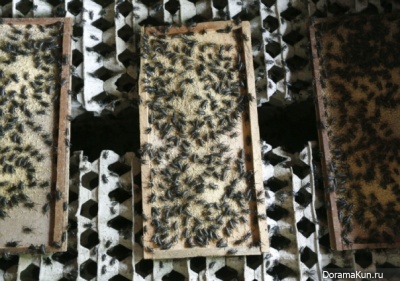 Farms insects