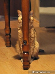 ninja cats