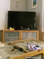 ninja cats