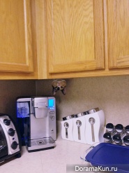 ninja cats