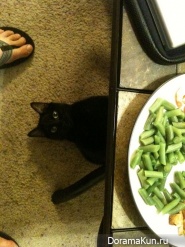 ninja cats