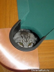 ninja cats