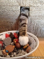 ninja cats