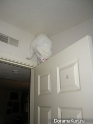 ninja cats