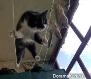 ninja cats
