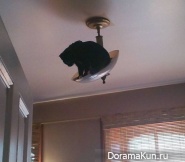 ninja cats