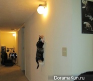 ninja cats