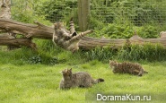 ninja cats