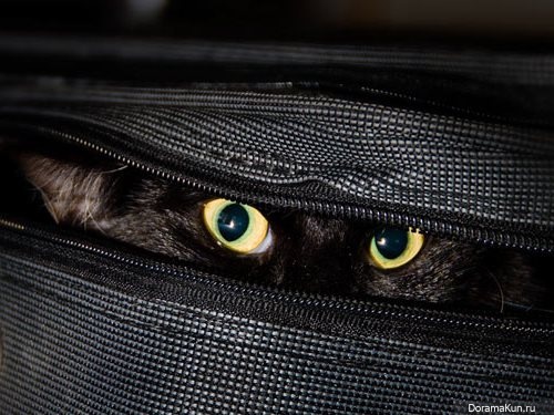ninja cats