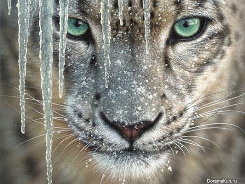snow leopard