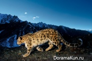 Snow Leopard - Irbis