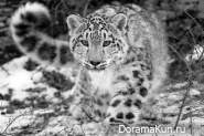 Snow Leopard - Irbis