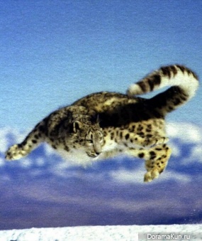 Snow Leopard - Irbis