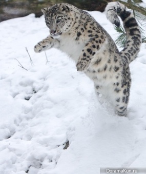 Snow Leopard - Irbis