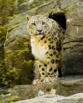 Snow Leopard - Irbis