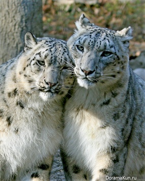 Snow Leopard - Irbis