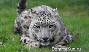 Snow Leopard - Irbis