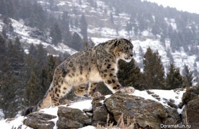 Snow Leopard - Irbis