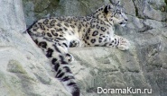 Snow Leopard - Irbis