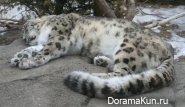 Snow Leopard - Irbis