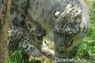 Snow Leopard - Irbis