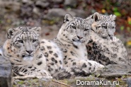 Snow Leopard - Irbis