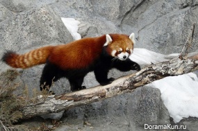 red panda