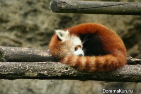 red panda