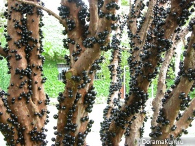 Jabuticaba