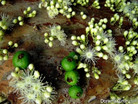Jabuticaba