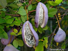 Akebia quinata